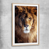 Animal wall art and canvas prints of Golden Lion Portrait with raw oak glass front frame
