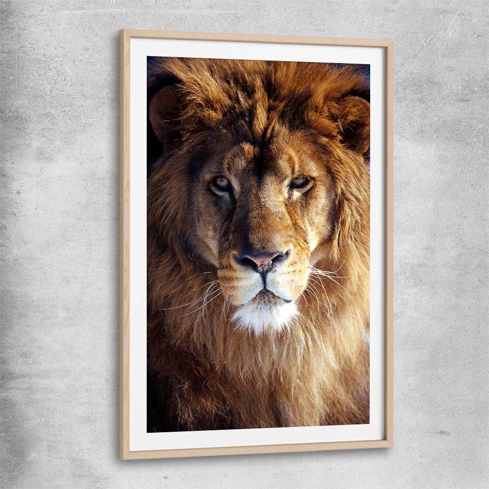 Animal wall art and canvas prints of Golden Lion Portrait with raw oak glass front frame