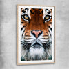 Animal wall art and canvas prints of Golden Tiger Gaze with raw oak glass front frame
