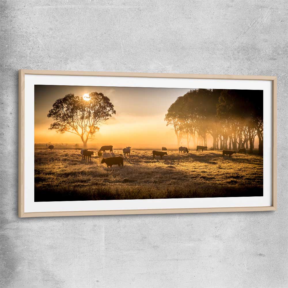 Animal wall art and canvas prints of Grazing Cattle at Sunrise with raw oak glass front frame