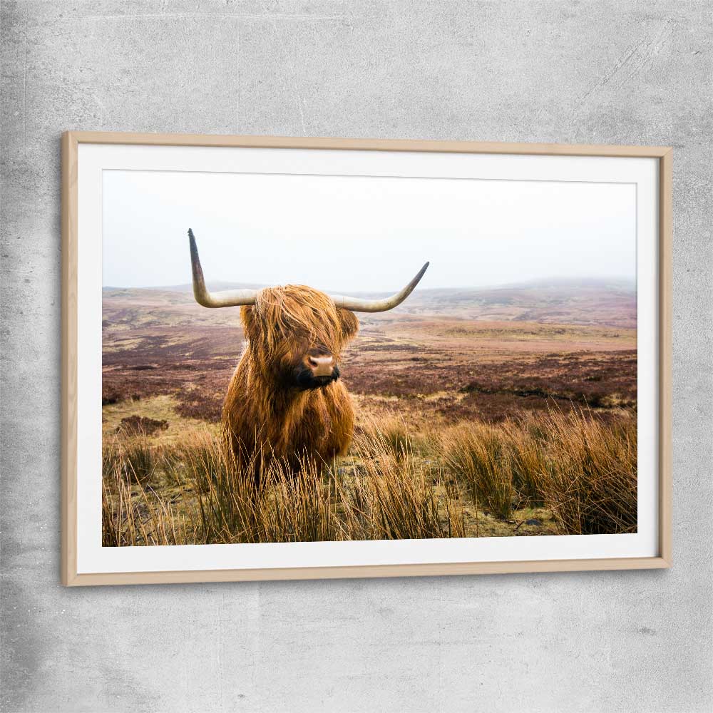 Animal wall art and canvas prints of Highland Horizon with raw oak glass front frame