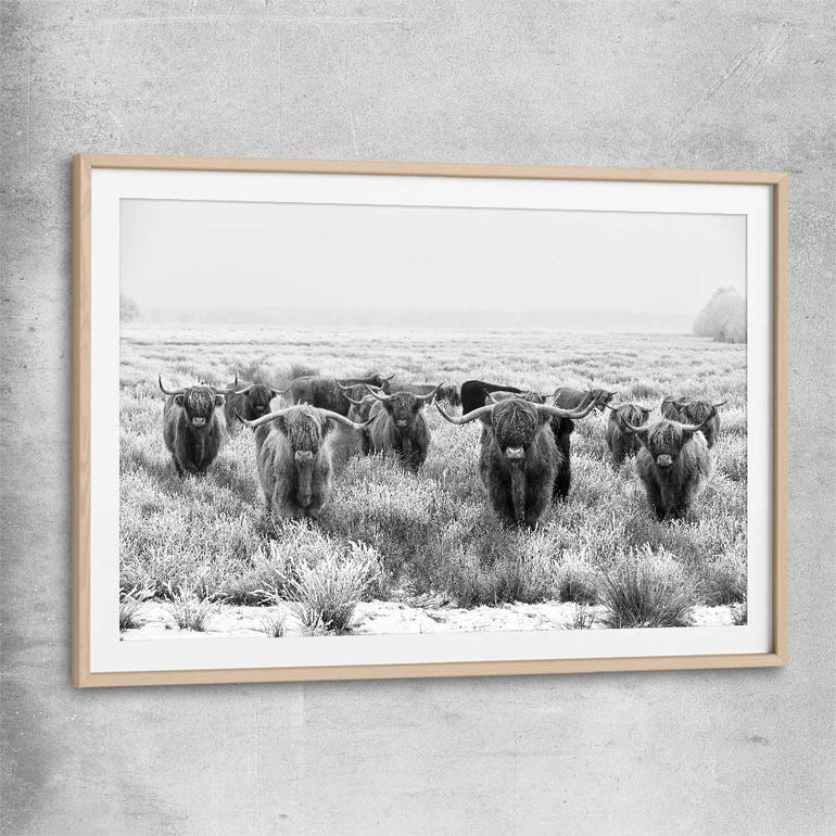 Animal wall art and canvas prints of Highland Monochrome with raw oak glass front frame