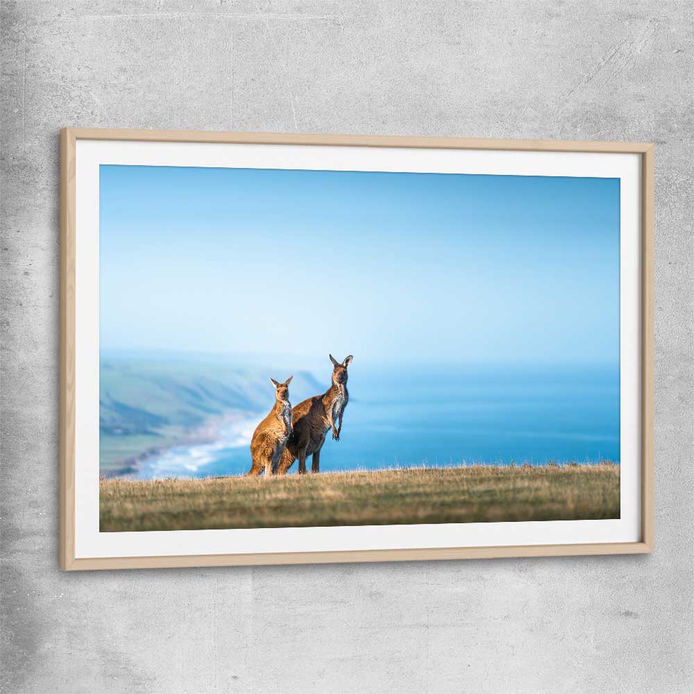 Animal wall art and canvas prints of Kangaroo Coastal Vista with raw oak glass front frame