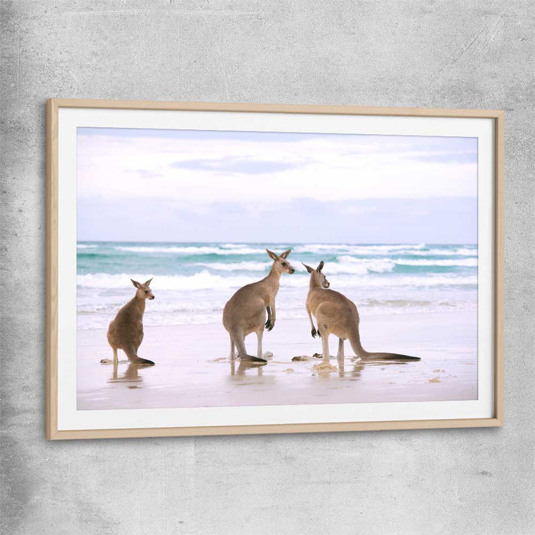 Animal wall art and canvas prints of Kangaroo Couple with raw oak glass front frame