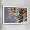 Animal wall art and canvas prints of Leopard Silent Watch with raw oak glass front frame