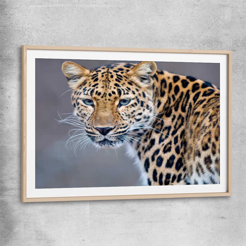 Animal wall art and canvas prints of Leopard Silent Watch with raw oak glass front frame