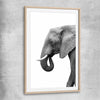 Animal wall art and canvas prints of Lone Elephant with raw oak glass front frame