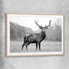 Animal wall art and canvas prints of Majestic Red Deer with raw oak glass front frame