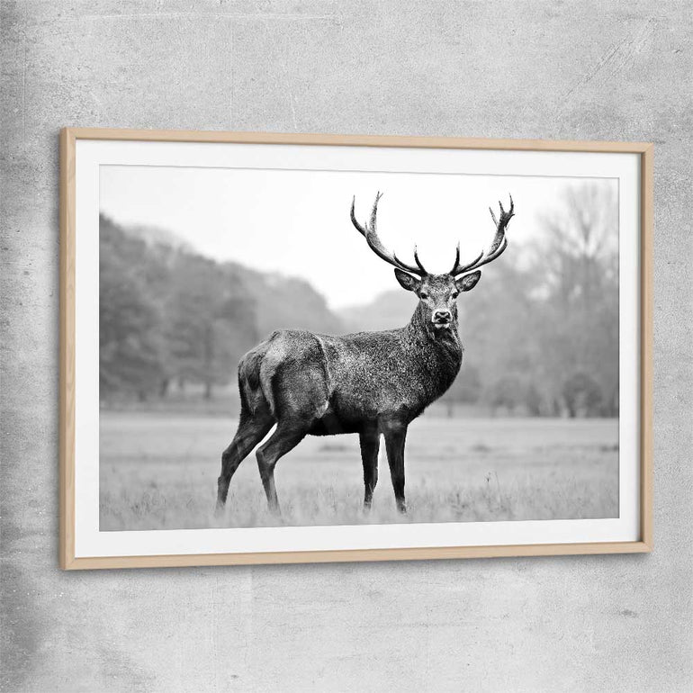 Animal wall art and canvas prints of Majestic Red Deer with raw oak glass front frame