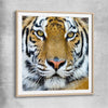 Animal wall art and canvas prints of Majestic Tiger Portrait with raw oak glass front frame