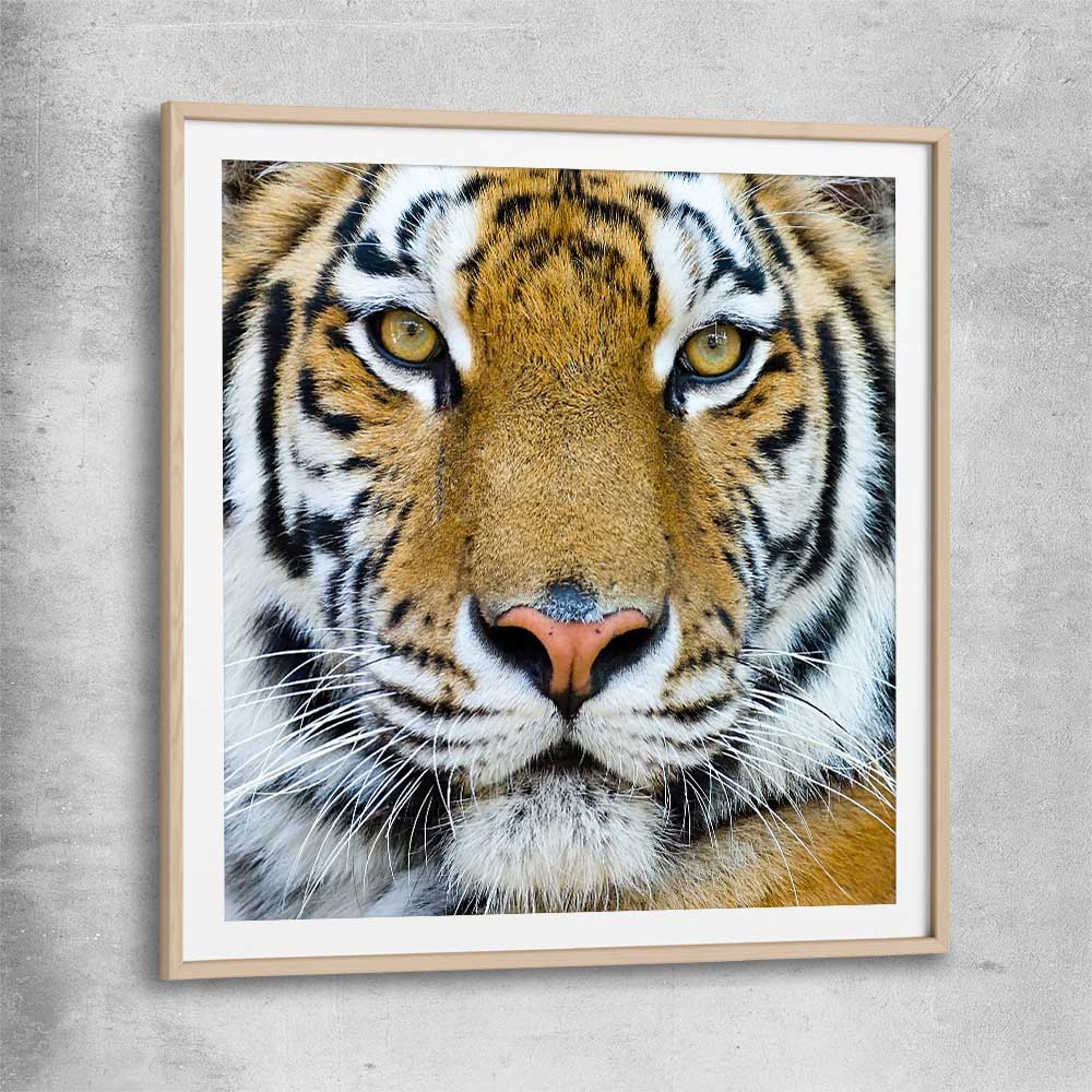 Animal wall art and canvas prints of Majestic Tiger Portrait with raw oak glass front frame