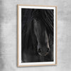 Animal wall art and canvas prints of Midnight Friesian Horse with raw oak glass front frame