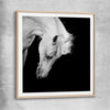 Animal wall art and canvas prints of Midnight White Horse with raw oak glass front frame