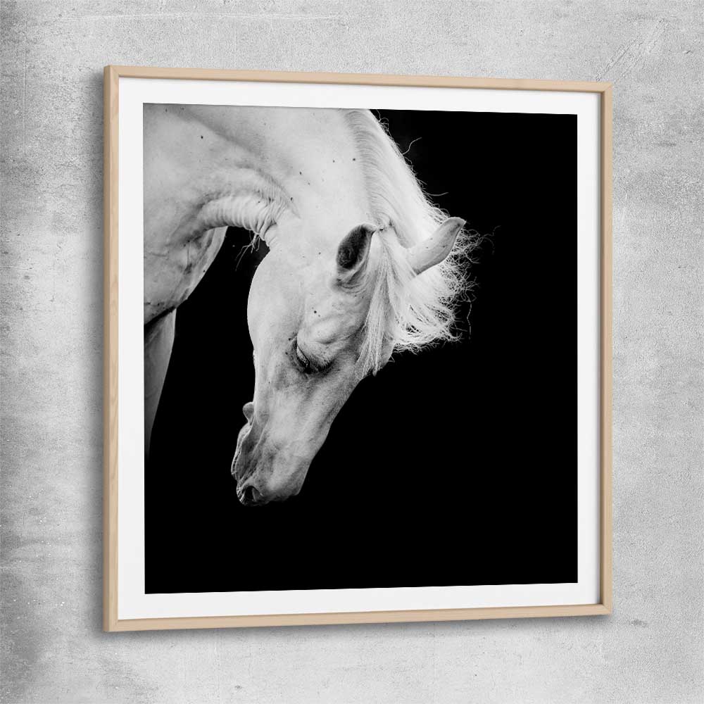 Animal wall art and canvas prints of Midnight White Horse with raw oak glass front frame