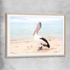 Animal wall art and canvas prints of Monkey Mia Pelican with raw oak glass front frame