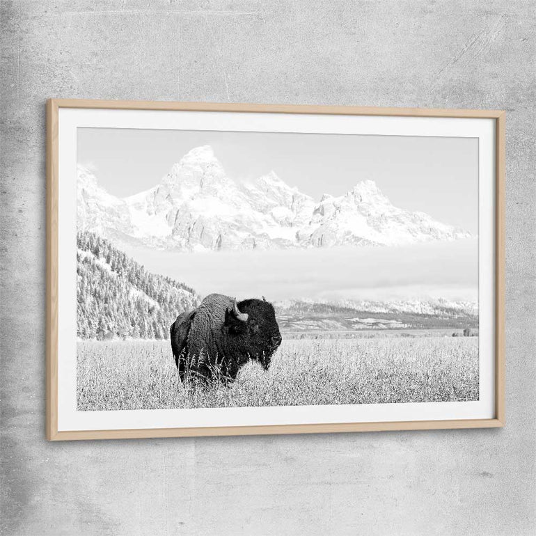 Animal wall art and canvas prints of Mountain Bison with raw oak glass front frame