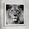 Animal wall art and canvas prints of Noble Lion Portrait with raw oak glass front frame