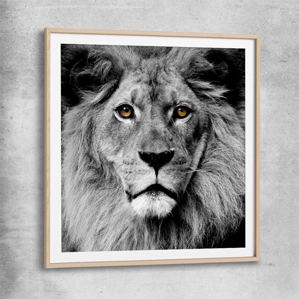 Animal wall art and canvas prints of Noble Lion Portrait with raw oak glass front frame