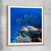 Animal wall art and canvas prints of Ocean Turtle Reef with raw oak glass front frame