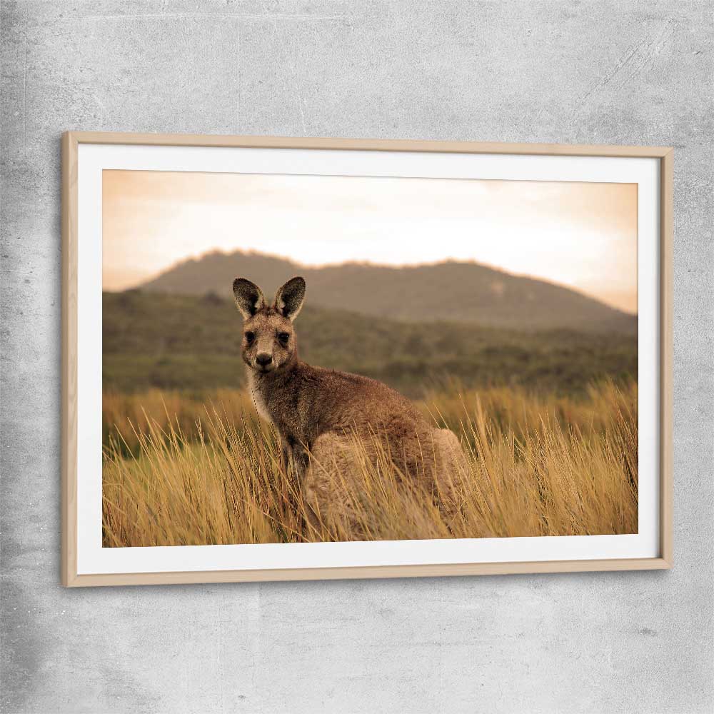 Animal wall art and canvas prints of Outback Kangaroo with raw oak glass front frame