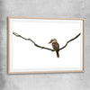 Animal wall art and canvas prints of Perched Kookaburra with raw oak glass front frame