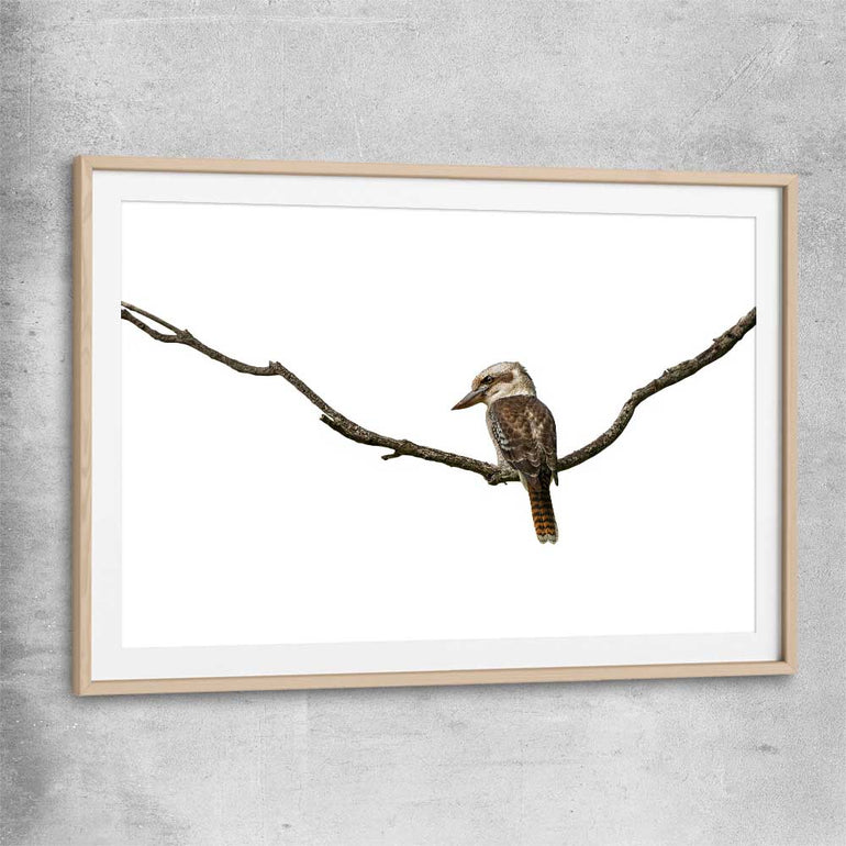 Animal wall art and canvas prints of Perched Kookaburra with raw oak glass front frame