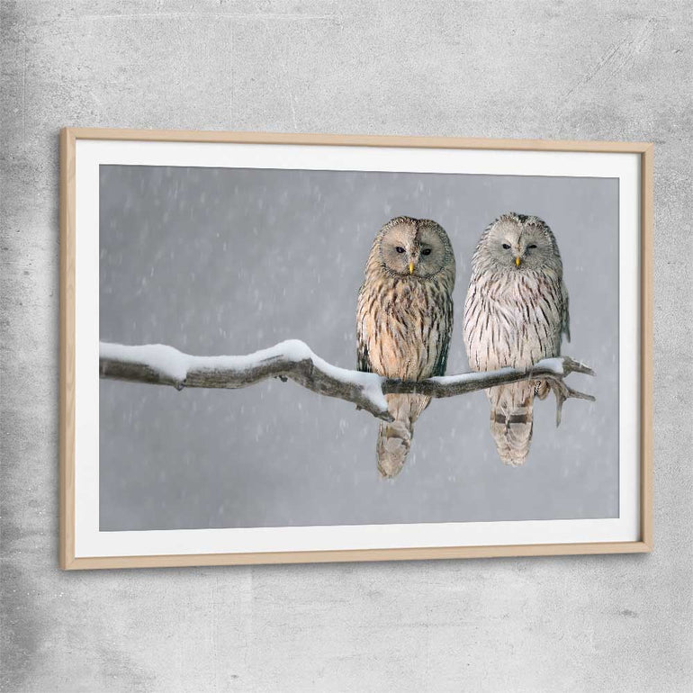 Animal wall art and canvas prints of Perched Owls with raw oak glass front frame