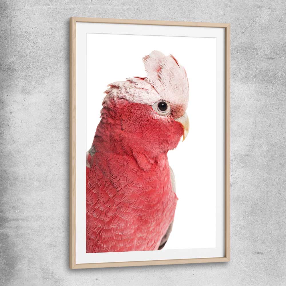Animal wall art and canvas prints of Pink Cockatoo with raw oak glass front frame
