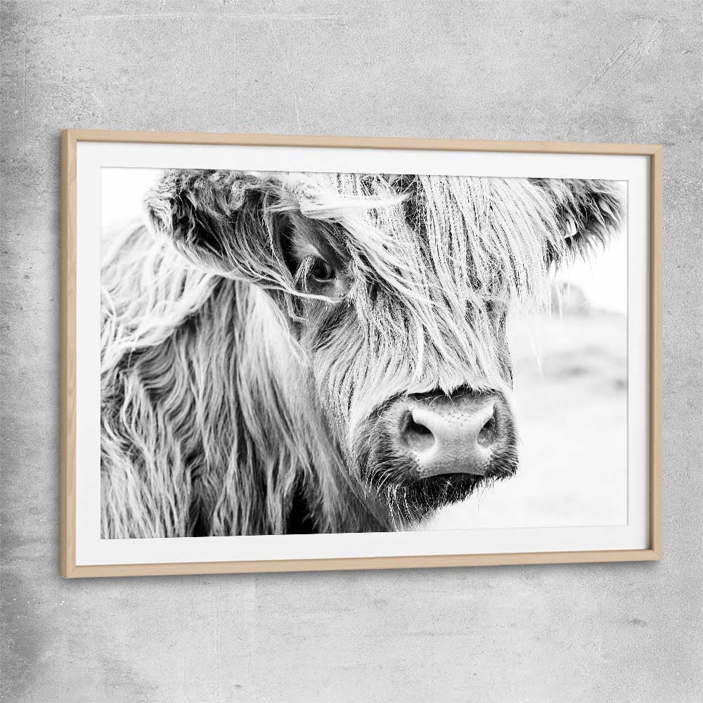 Animal wall art and canvas prints of Quiet Highland Cow with raw oak glass front frame