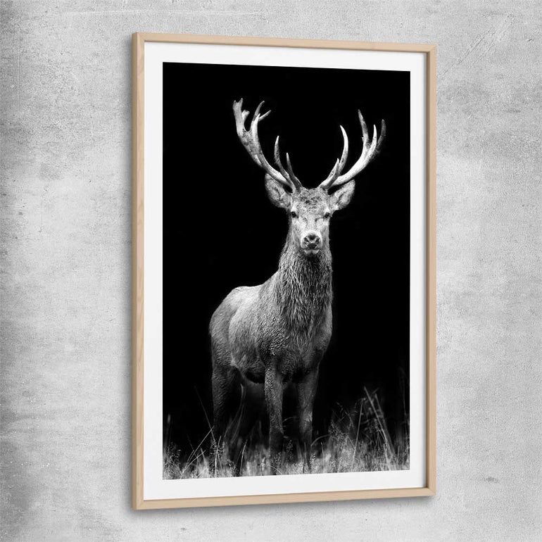 Animal wall art and canvas prints of Red Deer Gaze with raw oak glass front frame