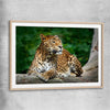 Animal wall art and canvas prints of Resting Leopard with raw oak glass front frame