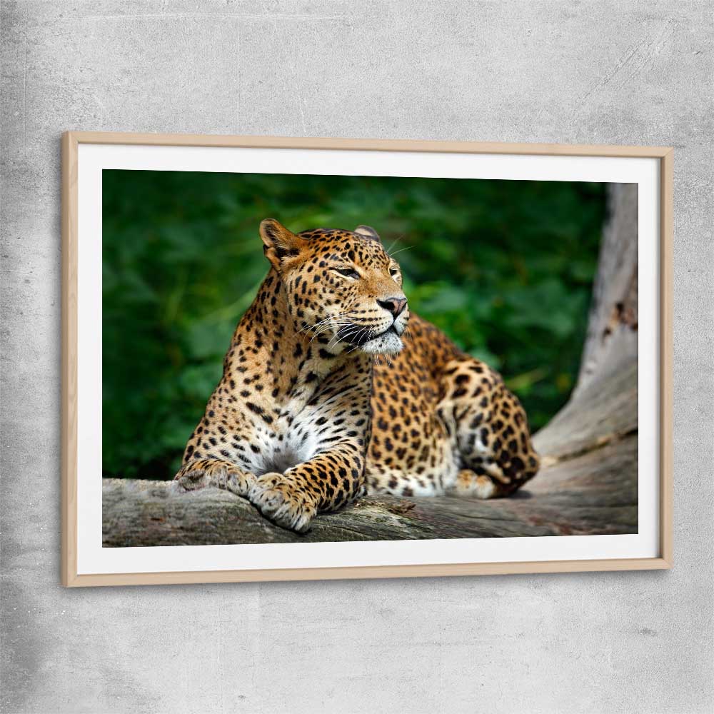 Animal wall art and canvas prints of Resting Leopard with raw oak glass front frame