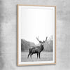 Animal wall art and canvas prints of Roaming Deer with raw oak glass front frame