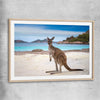 Animal wall art and canvas prints of Shoreline Kangaroo with raw oak glass front frame
