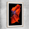 Animal wall art and canvas prints of Siamese Fighter with raw oak glass front frame