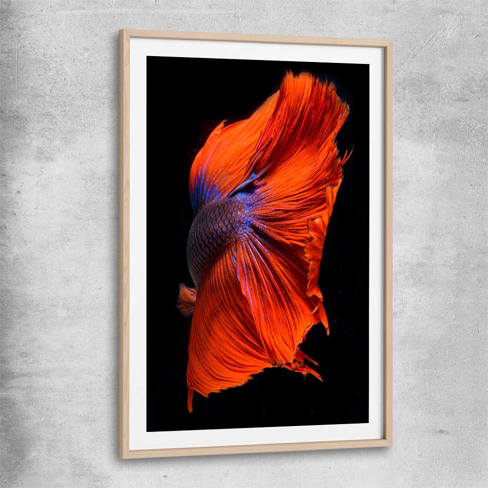 Animal wall art and canvas prints of Siamese Fighter with raw oak glass front frame