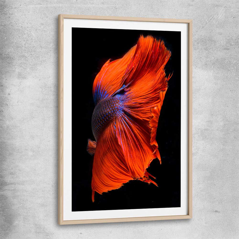 Animal wall art and canvas prints of Siamese Fighter with raw oak glass front frame