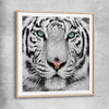 Animal wall art and canvas prints of Silent White Tiger with raw oak glass front frame