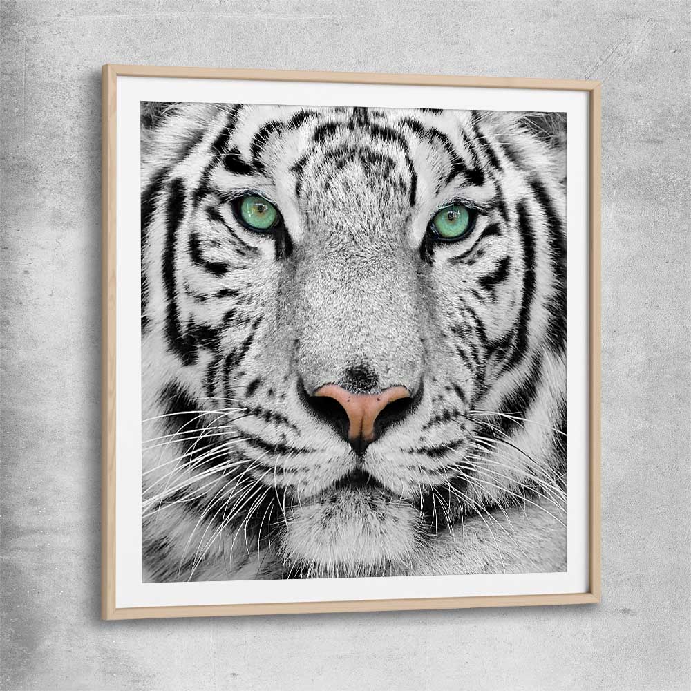 Animal wall art and canvas prints of Silent White Tiger with raw oak glass front frame