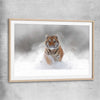Animal wall art and canvas prints of Snow Tiger Charge with raw oak glass front frame