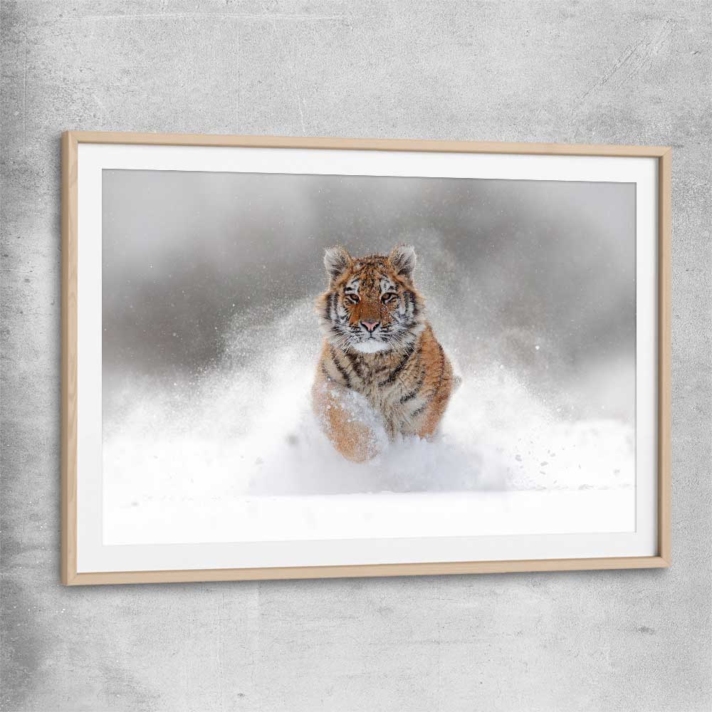 Animal wall art and canvas prints of Snow Tiger Charge with raw oak glass front frame