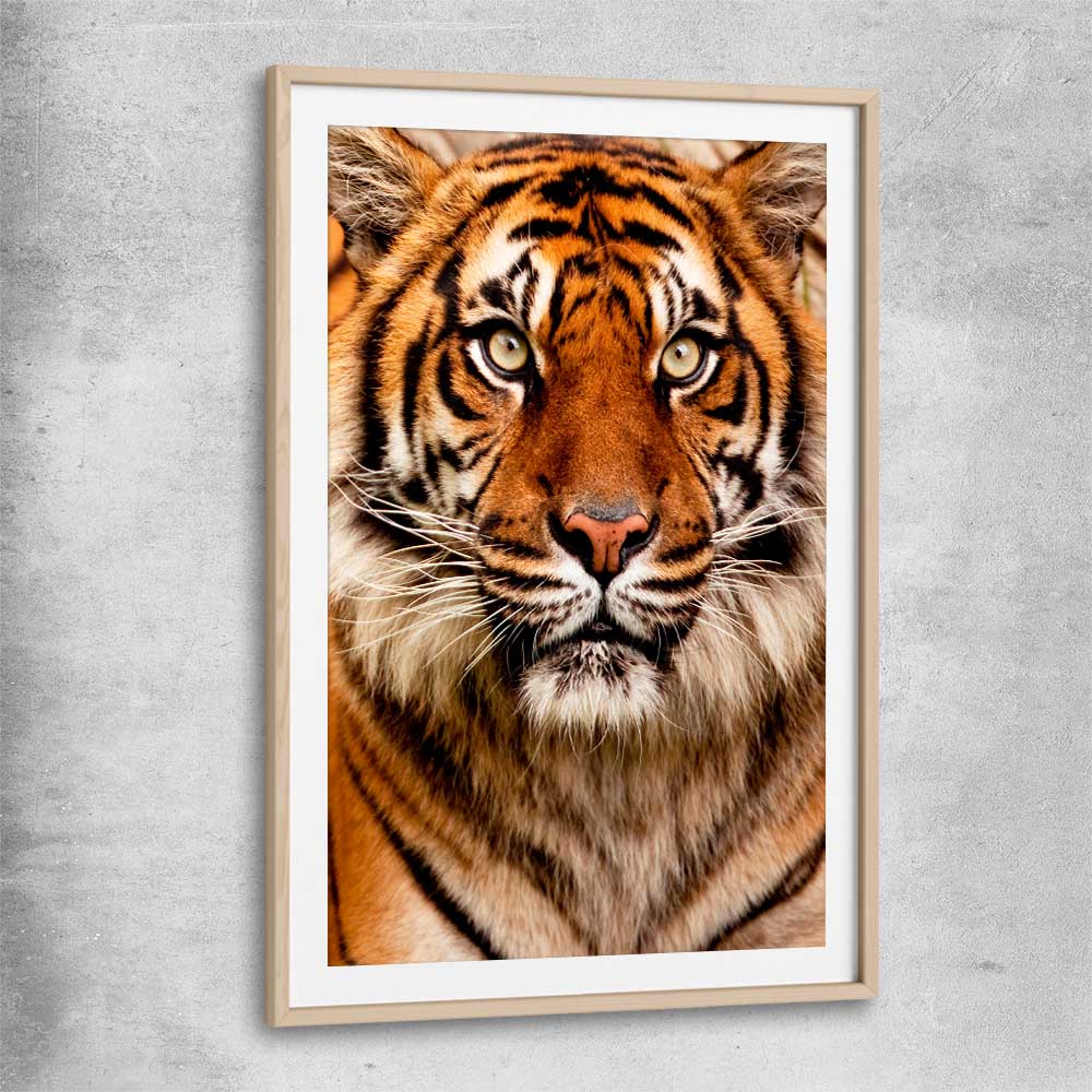 Animal wall art and canvas prints of Tiger Silent Power with raw oak glass front frame