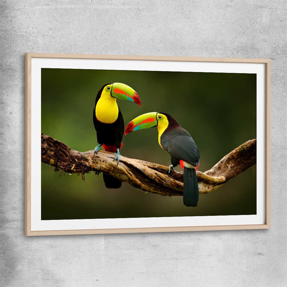 Animal wall art and canvas prints of Tropical Toucan Pair with raw oak glass front frame