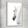 Animal wall art and canvas prints of White Horse Elegance with raw oak glass front frame