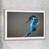 Animal wall art and canvas prints of Wild Kingfisher with raw oak glass front frame