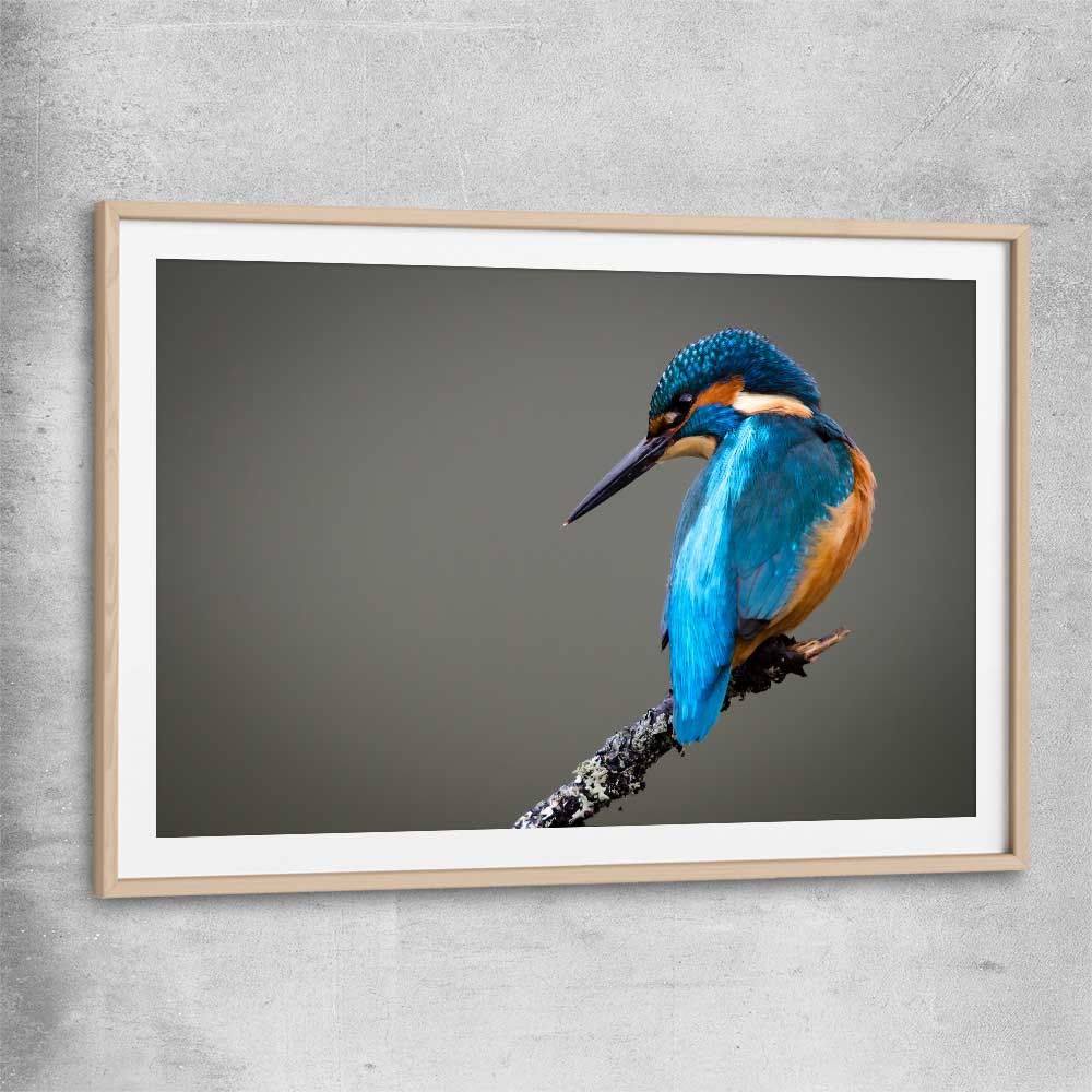 Animal wall art and canvas prints of Wild Kingfisher with raw oak glass front frame