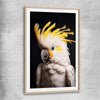 Animal wall art and canvas prints of Yellow Cockatoo Two with raw oak glass front frame