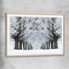 Floral print of Winter Tree Avenue with raw oak glass front frame