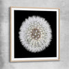 Inspirational wall art print of Isolated Dandelion with raw oak glass front frame