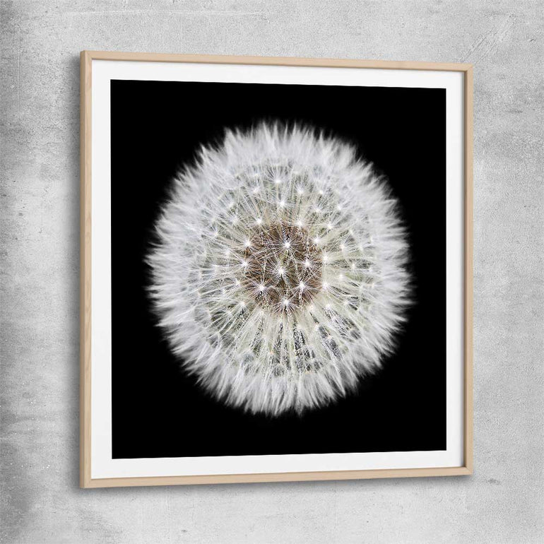 Inspirational wall art print of Isolated Dandelion with raw oak glass front frame